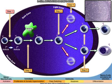 Maturation (countable and uncountable, plural maturations). HematologyOutlines - Atlas