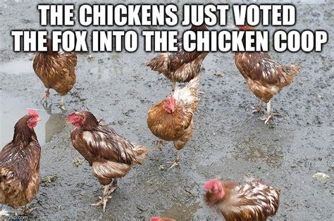 Image Tagged In Chickens Trump Voters Imgflip