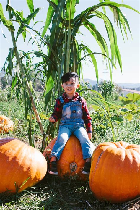 Spina farms pumpkin patch is located in beautiful coyote valley at the corner of santa teresa boulevard and bailey avenue between san jose and morgan hill in santa clara county. The Parker Project: Bates Nut Farm 2016