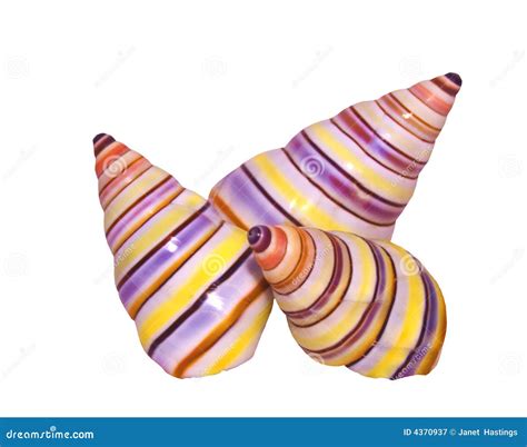 Colorful Shells Stock Image Image Of Shells Tropics 4370937
