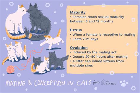 Learn how baby kittens grow: Mating and Conception in Cats