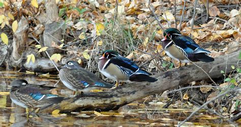 Beautiful Wood Ducks And The Morison Knudsen Nature Center Northwest