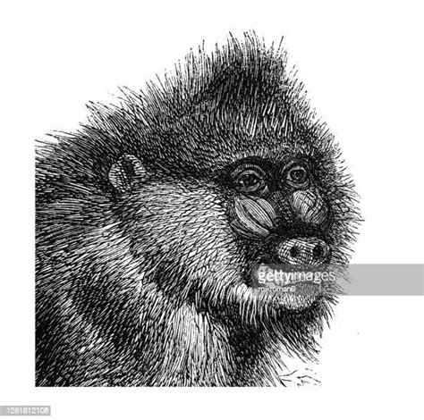 Cute Monkey Drawing Photos And Premium High Res Pictures Getty Images