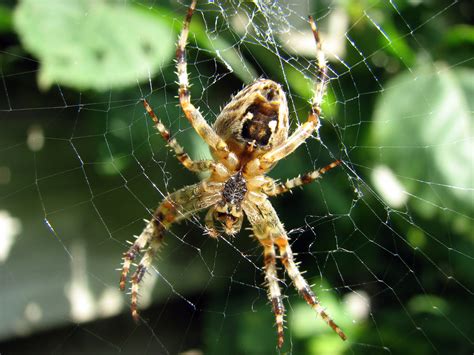 And hawaii, mexico and central america, but is found in almost every country in the northern. File:Kruisspin - European garden spider - Araneus ...