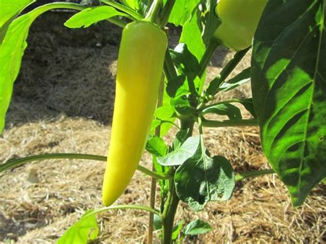 Hot Pepper Hot Banana Pepper Wax Pepper Our Plants Kaw Valley Greenhouses