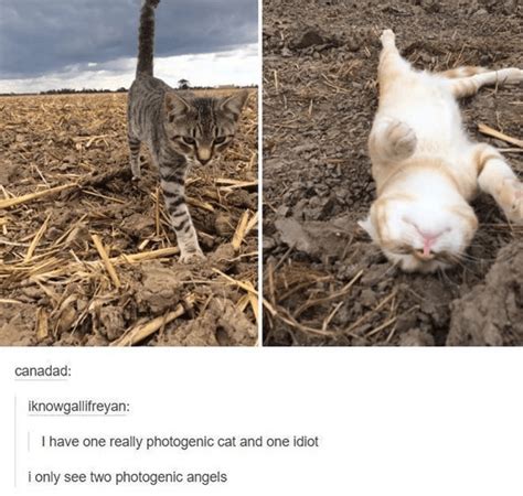 29 Purrfect Caturday Cat Memes That Will Leave You Feline Good I Can