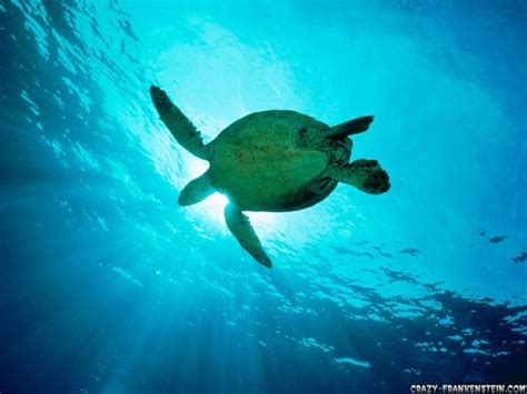 Free Download Beautiful Wallpapers Turtle Hd Wallpaper 1600x900 For