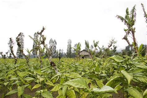 Jember Manfaatkan Perkebunan Tembakau Sebagai Wisata Unik