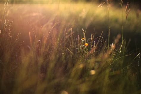 Grass Nature Flowers Sun Rays Spring Afternoon Calm Hd Wallpaper