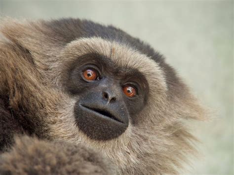 List of GCC Gibbons - Gibbon Conservation Center