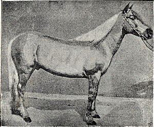 list  russian horse breeds wikipedia