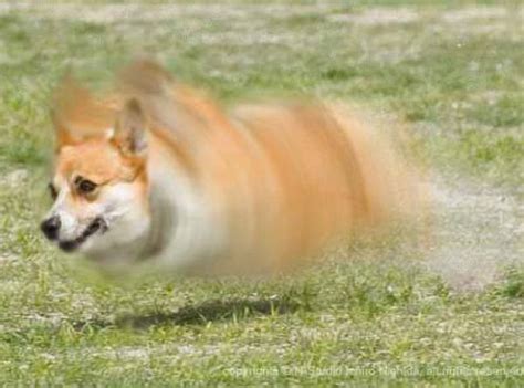 。 鼻セレブ使いたかったら言うてにゃー 昨日動物ピースに出てたにゃー 俺はセレブ猫にゃー キャットウォーク欲しいにゃー #猫 #cat #catstagram #ねこすたぐらむ… すごい かまいたち 動物 - 画像動物フリー