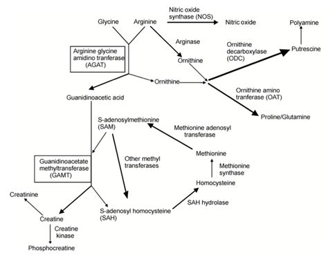 Taken From Bera Et Al9 This Schematic Shows Creatine Synthesis And