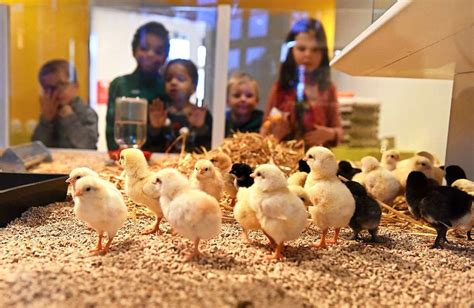 Maybe you would like to learn more about one of these? Ausstellung: Endlich wieder Küken gucken im Museum Natur ...