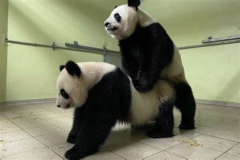 Bébé(s) panda(s) pour 2020 ? - Beauval Actus