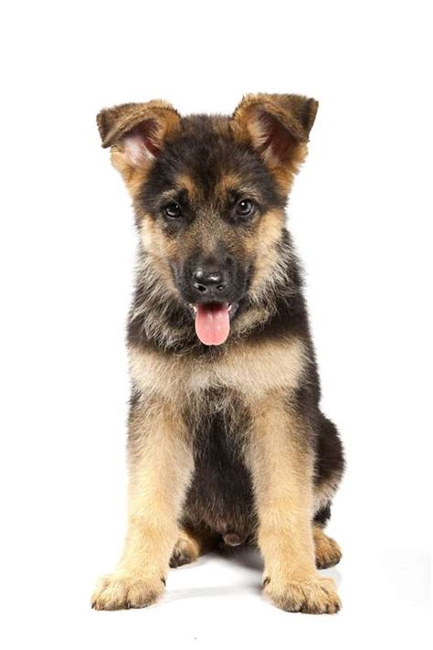 Deve essere altresì vigile e docile, per essere idoneo come cane da accompagnamento, da guardia, da difesa. Come scegliere un Pastore Tedesco
