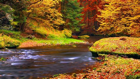 Herbst Wald Bäume Blätter Fluss 1920x1440 Hd Hintergrundbilder Hd