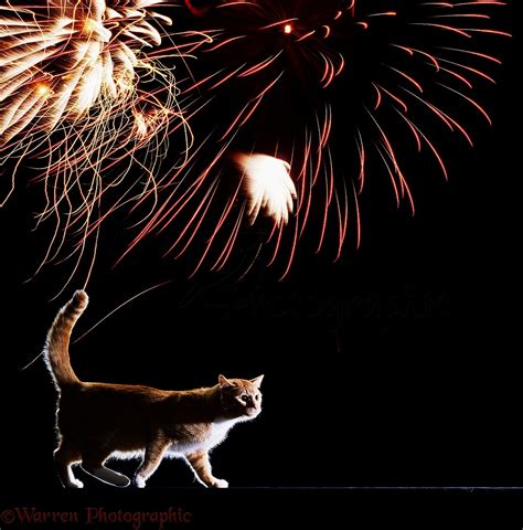 Cat And Fireworks Photo Wp00293