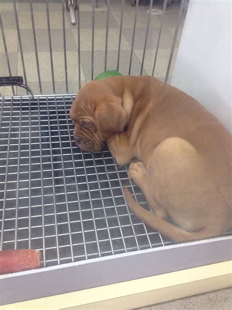 Petland, 2620 Bethel Rd, Columbus, OH, Pet Supplies - MapQuest