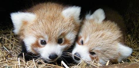 Thai Panda Just Too Cute Adorable Red Panda Cubs Born At British Zoo