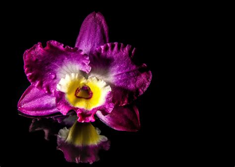 3840x2160 Wallpaper Purple Purple Orchid Peakpx