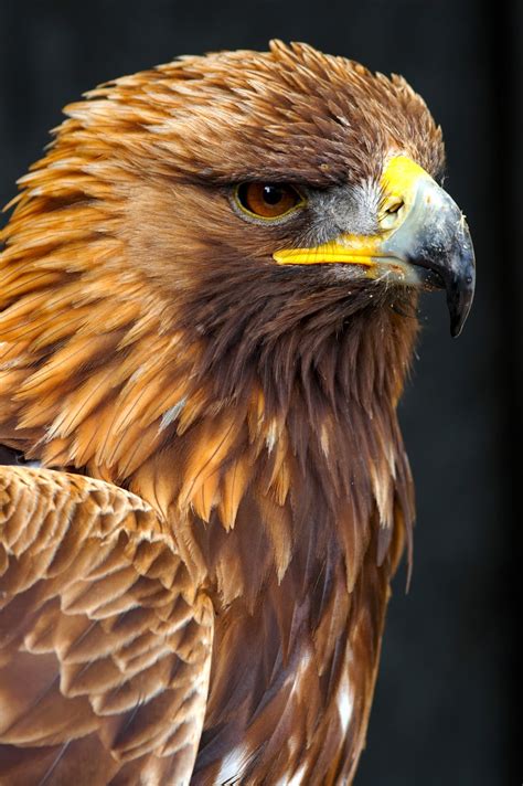 Male Golden Eagle Golden Eagle Side Portrait Pro Verkilaser Surgery