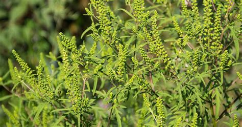 How do you kill ragweed? How to Kill Ragweed in Your Lawn