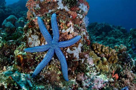 Pictures Of Star Fish Interesting Facts About Pretty Starfish World