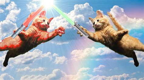 Jedi Cat Humor Lightsaber Wallpapers Hd Desktop And Mobile Backgrounds