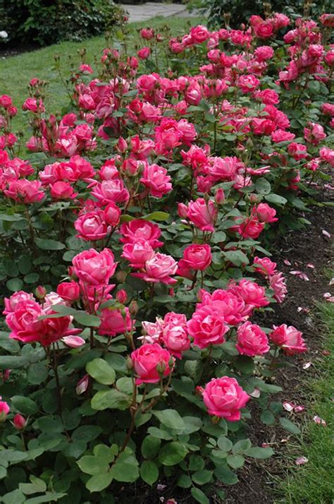 Did you know that knockout roses care is so easy, many believe the knock out helped save the popularity of roses? Rose 'Double Knockout' | Deciduous Shrubs | Shrubs ...