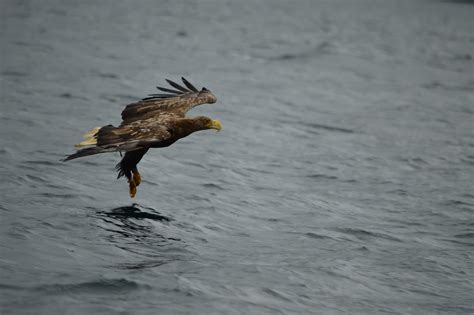 White Tailed Sea Eagle On Isle Of Mull Taken From Mull Cha Flickr