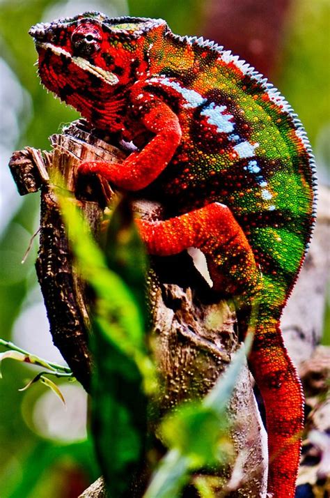 Best Ideas About Awsome Rainforest Rainforest Lizard And Tropical