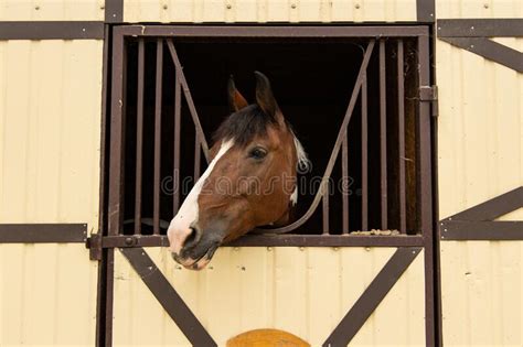 Horse Head Portrait In Farm Stall Window Frame Adorable Face Expression