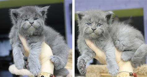 Why kittens sneeze so much. Adorable Maine Coon Kittens Look Like Grumpy Old Men
