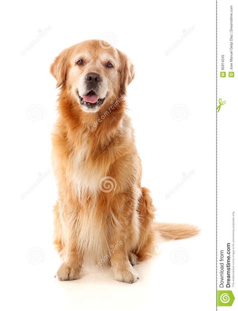 Beautiful Golden Retriever Dog Breed Stock Image Image Of Golden