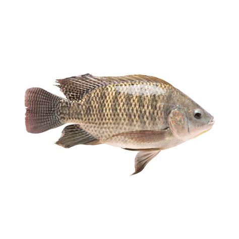 Tilapia Euro Usa