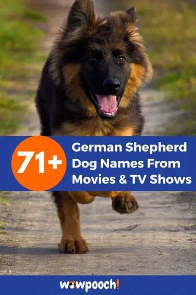 Top 71 Astonishing German Shepherd Dog Names From Movies And Tv Shows