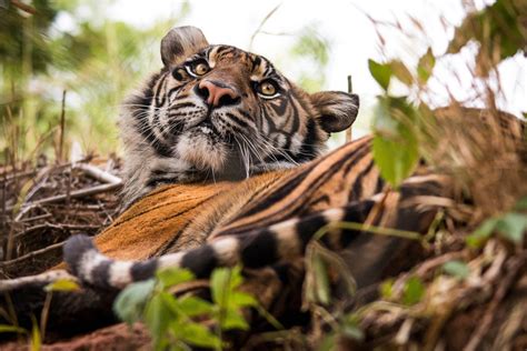 Sumatran Tiger Relaxing Smithsonian Photo Contest Smithsonian Magazine
