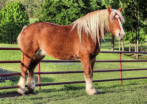 How can we use the example of the belgian draft horse to pull together and help our team mates become the best version of themselves? The Belgian Draft Horse Photograph by JC Findley