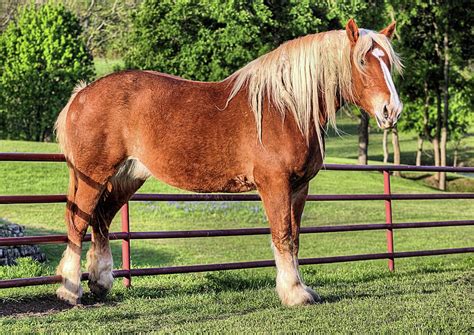 Belgians tend to be found pulling wagons, and are thus big, slow, and the least agile of all the horses. The Belgian Draft Horse Photograph by JC Findley