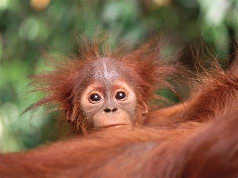 Baby Orang-utan