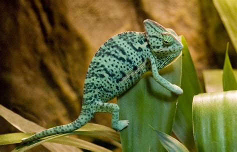 Wales Yemen Veiled Chameleons Baby Female 10 Weeks Old Reptile Forums