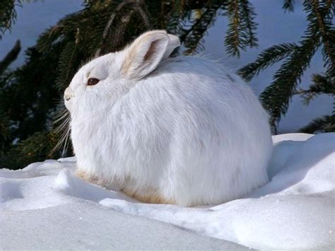 The Arctic Hare Polar Rabbit Never Ever Seen Before