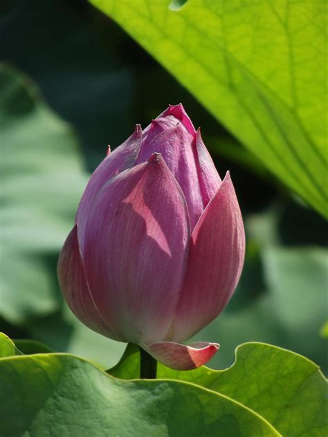 Lotus Flower Nelumbo Nucifera By Sheenamalfoy On Deviantart