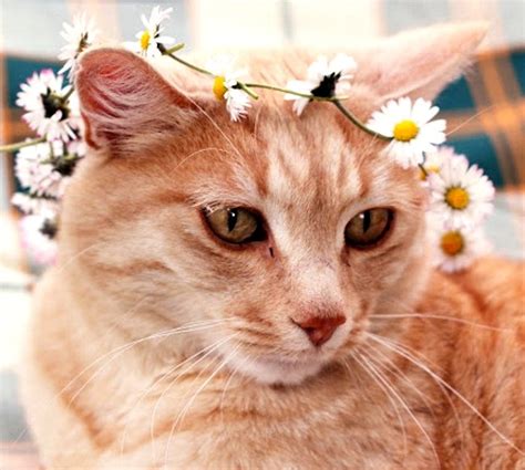 Flower Crown NEW FLOWER CROWNS FOR CATS