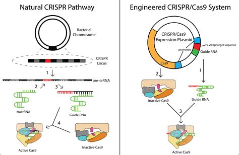 Crispr Cas Based Genome Editing Of Human Cells Synthesis Based