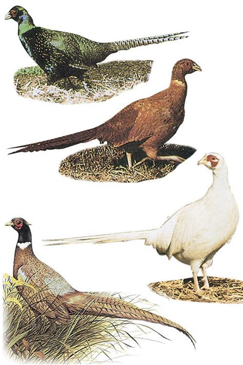 Check spelling or type a new query. Murray McMurray Hatchery - Pheasant Assortment