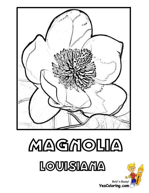 States Flower Coloring Pictures Hawaii Louisiana