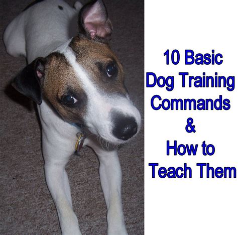 10 Basic Dog Training Commands And How To Teach Them The Foster Pack