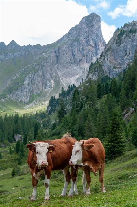 Cows Grazing In The Alps Stock Photo Image Of Meadow 123581322